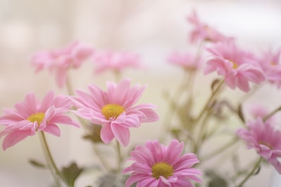 Pink daisies
